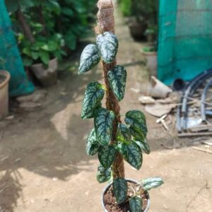 Scindapsus Silver Black Plant