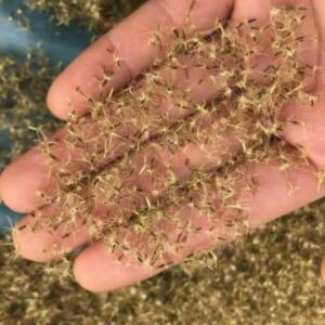 Stevia Plant Seeds