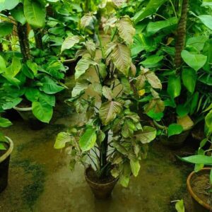 Syngonium Pink Money Plant