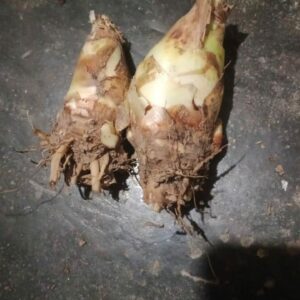 Flower Bulbs