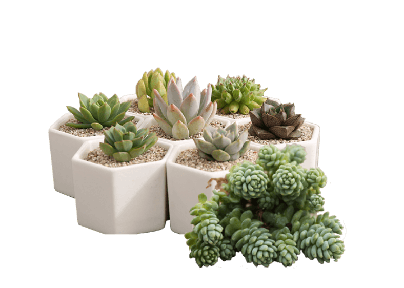 Pngegg 2 788x562 (1)