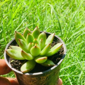 Echeveria Romeo Varigated