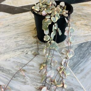 String of Heart Varigated