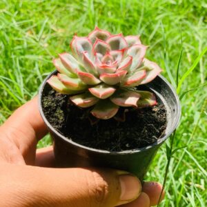 Echveria Pink Apus