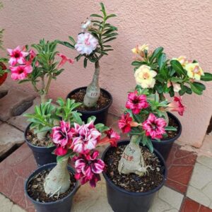 Adenium Plants