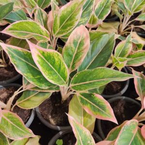Aglaonema Plants