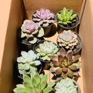 Box of Echeverias