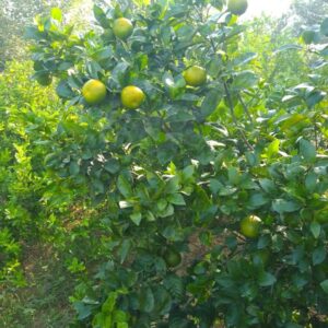 Lemon Plant