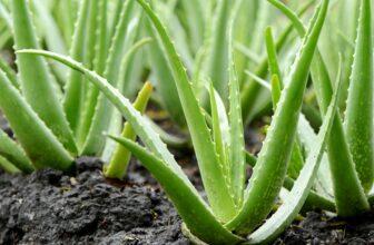 What is Aloe Vera Good For