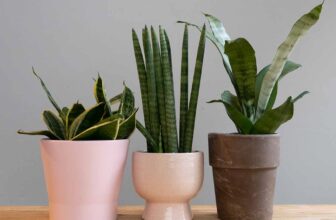 Snake Plant