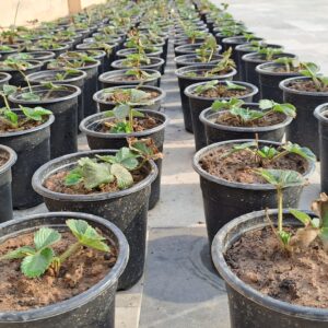 Strawberry Plants