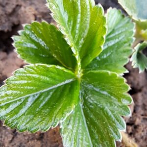 Strawberry Plants