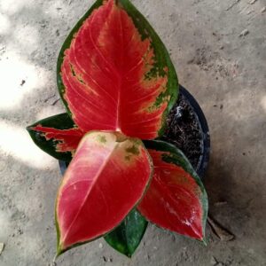 Aglonema Super red