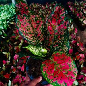 Aglonema Red Star