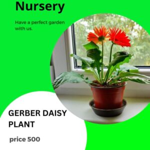 GerBer Daisy