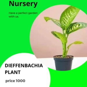 Dieffenbachia plant