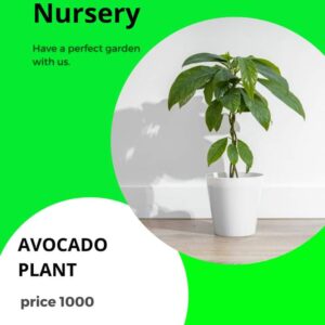 Avocado plant