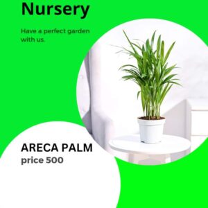 Areca palm