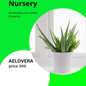 Alovera plant