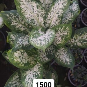 Dieffenbachia plant