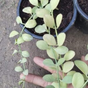 Hanging Thai important