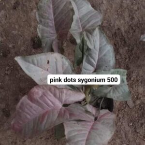 Pink dots Sygonium