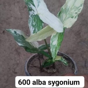 Alba Sygonium