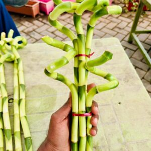 Lucky Bamboo