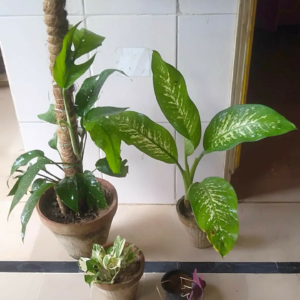 5 plants deal