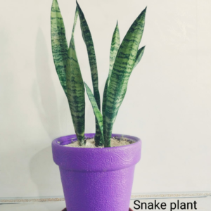 Snake plant