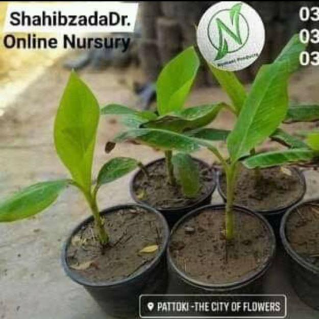 Sahibzada Dr Group of Nurseries