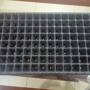 Seedlings try 128 holes