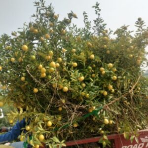 China lemon with Fruiting