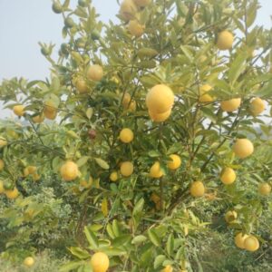 China lemon with Fruiting