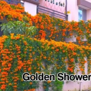 Golden Shawer vine