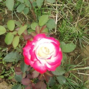 English Rose