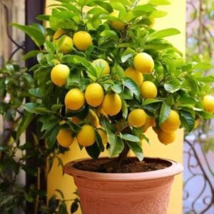 Hybrid Lemon