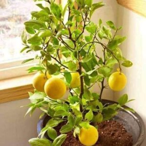 Hybrid Lemon