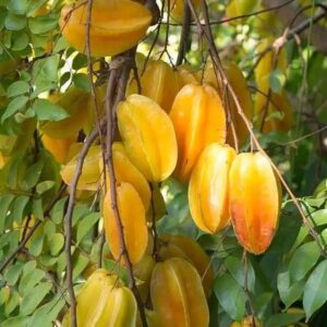 Star fruit