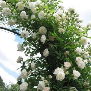 Rose Vine