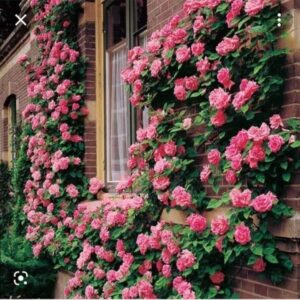 Rose Vine