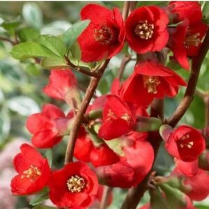 Cydonia Red