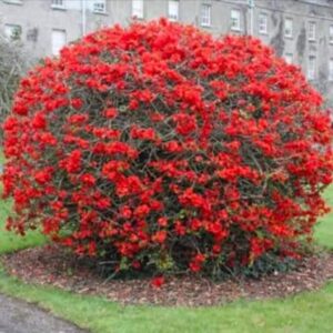 Cydonia Red