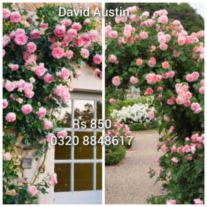 David Austin Climbing Rose