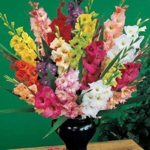 Gladiolus bulbs pack of 35