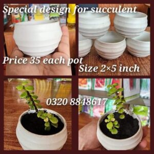Succulent pot 2 by 5 inch