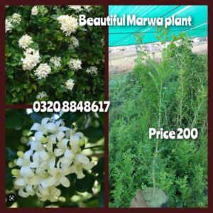 Marva plant