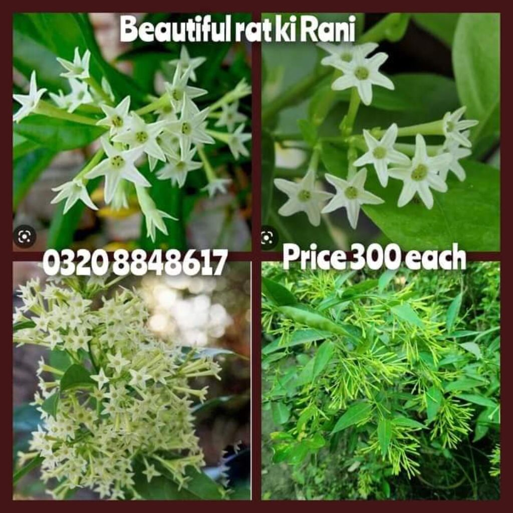 Raat ki Rani – Pak Plants