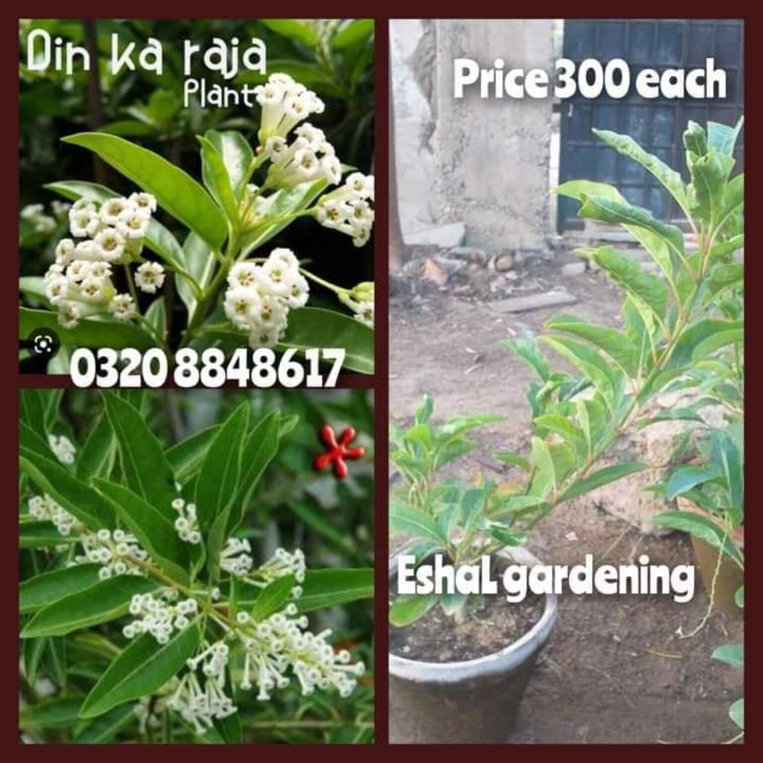 Din ka raja plant price in Pakistan