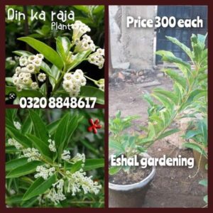 Din ka raja plant price in Pakistan